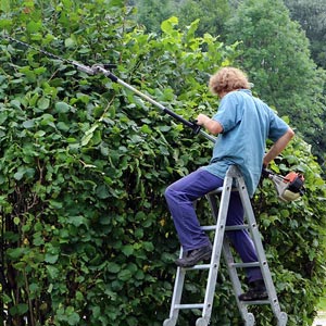 hedge trimming